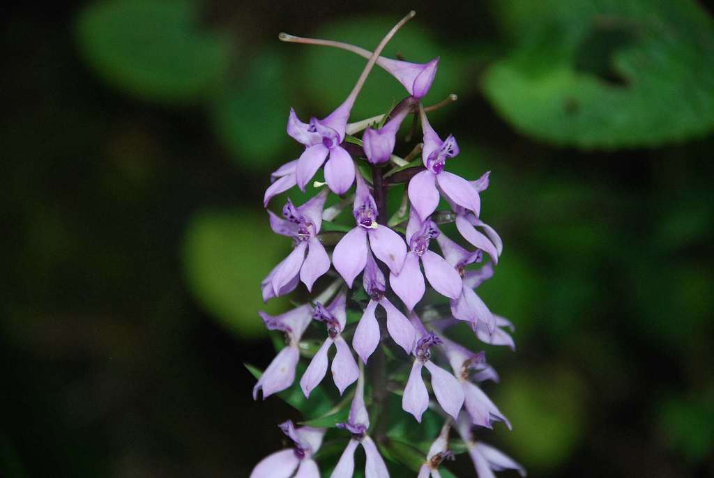 Forest False-Disa