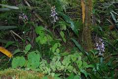Brownleea coerulea