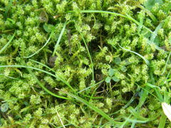 Rhytidiadelphus squarrosus