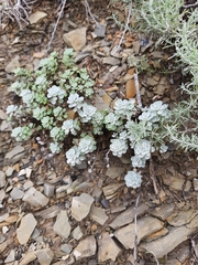 Odontarrhena obtusifolia