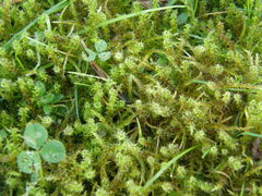 Rhytidiadelphus squarrosus