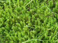 Rhytidiadelphus squarrosus