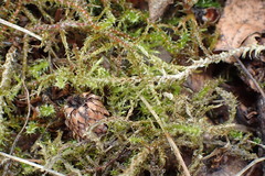 Rhytidiadelphus squarrosus