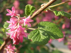 Ribes sanguineum