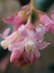 Ribes sanguineum