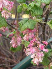 Ribes sanguineum