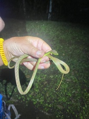 Oxybelis brevirostris