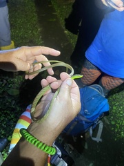 Oxybelis brevirostris