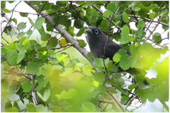 Phaenicophaeus viridirostris