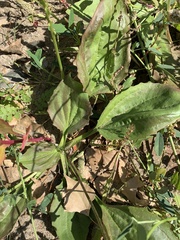 Plantago major