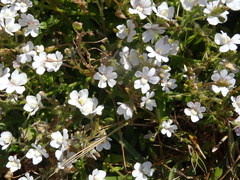 Nemesia bicornis