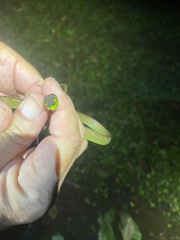 Oxybelis brevirostris