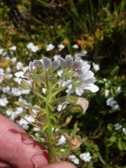 Nemesia bicornis