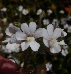 Nemesia bicornis