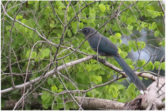 Phaenicophaeus viridirostris