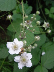 Rubus