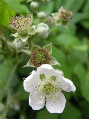 Rubus