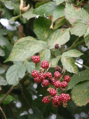 Rubus