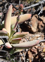Crassula cotyledonis