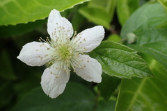 Rubus