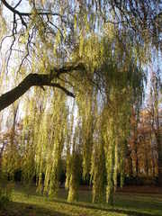 Salix × sepulcralis