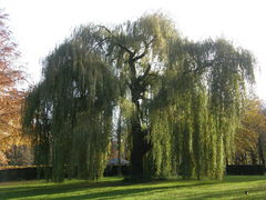 Salix × sepulcralis