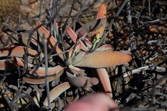 Crassula cotyledonis