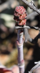 Crassula cotyledonis