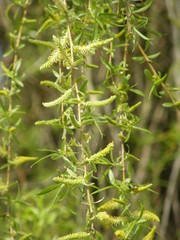 Salix × sepulcralis