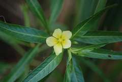 Ludwigia adscendens diffusa