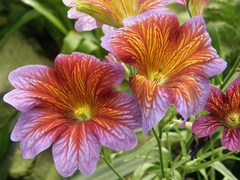 Salpiglossis