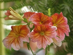 Salpiglossis
