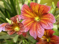 Salpiglossis