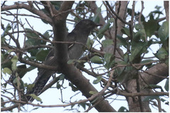 Cacomantis passerinus