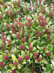 Skimmia