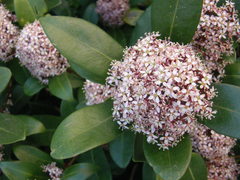 Skimmia
