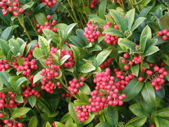 Skimmia