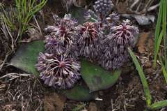 Ledebouria ovatifolia ovatifolia