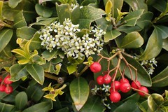 Skimmia
