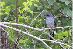 Cacomantis passerinus