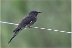 Cacomantis passerinus