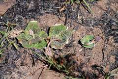 Ledebouria ovatifolia ovatifolia