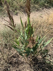 Phragmites australis