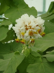 Sparrmannia