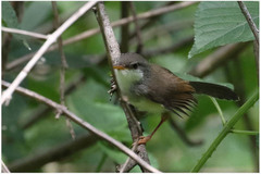 Prinia hodgsonii