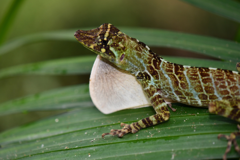 First Anole
