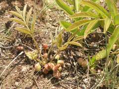 Lannea edulis edulis