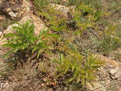 Lannea edulis edulis