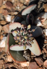 Crassula arborescens arborescens