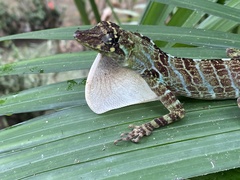 Anolis princeps